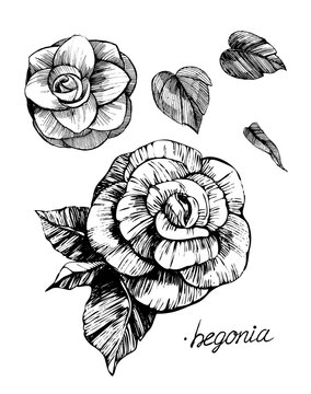 Flowers vector sketch. 