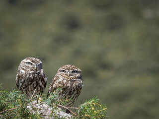 Couple of little owls (Athene noctua)  in their natural habitat