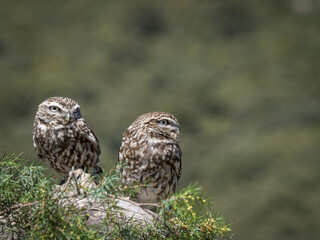 Couple of little owls (Athene noctua)  in their natural habitat