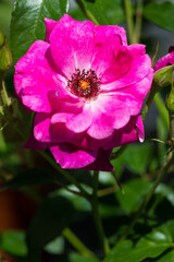 Fototapeta premium Rose flower