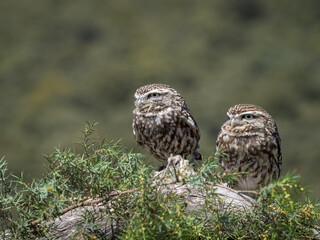 Couple of little owls (Athene noctua)  in their natural habitat