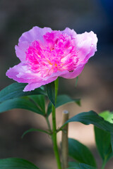 Peony flower