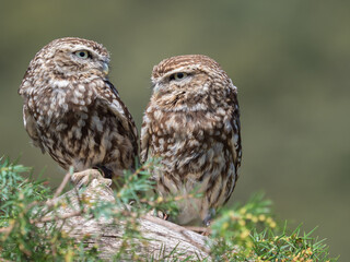 Couple of little owls (Athene noctua)  with big eyes in their natural habitat