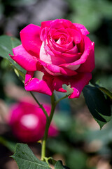 Rose flower