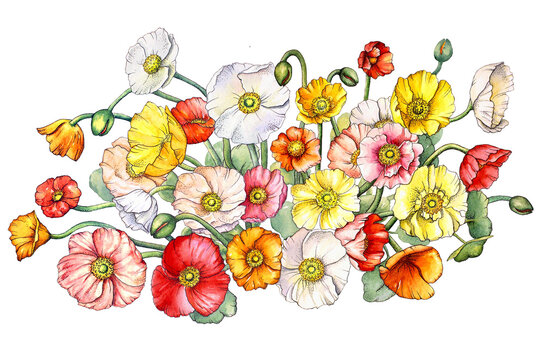 Hand painted watercolor bouquet of multicolor poppy flowers and leaves isolated on white background