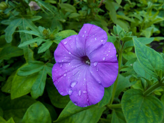 Striped  terry violet large petunia in the garden