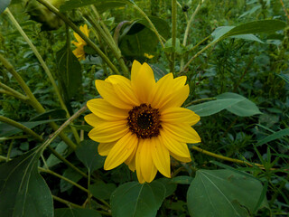 delicate yellow flowers and petals in the garden