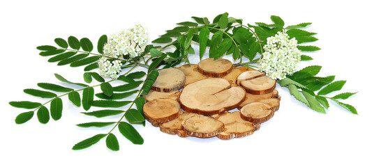 A bouquet of fresh Rowan tree flowers  near juniper stand