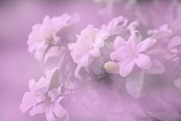 white flower background with pink and white color effect.
