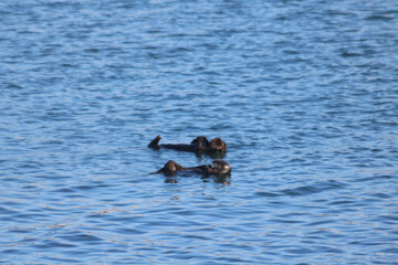 Sea otters