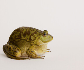Fat frog