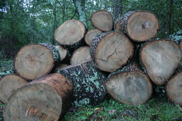 Woodpile