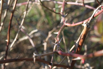 Thorns