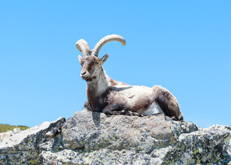 Cabra montesa en la sierra de Gredos