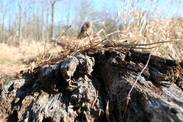 Fallen Tree with Straw