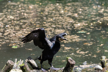 Cormorants on branches in water