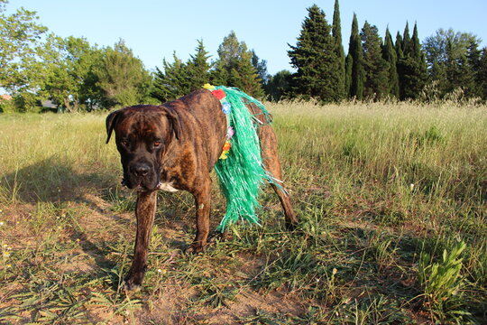 chien d&eacute;guis&eacute; en tahithien cane corso marrant 