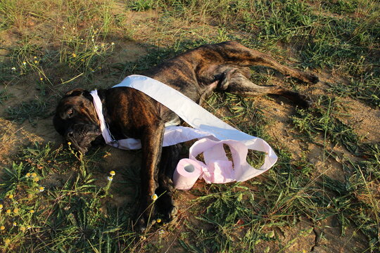 chien allong&eacute; dans l'herbe qui fait des b&eacute;tises