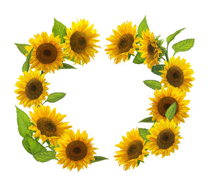 Cartoon Scene With Beautiful And Colorful Sunflowers Frame On White Background