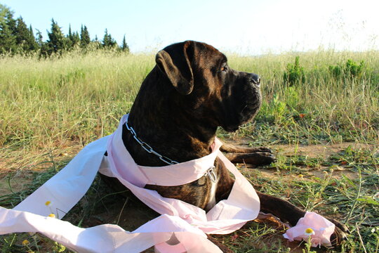 chien cane corso avec papier toilette humour