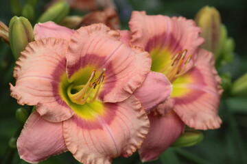 In the Pink Day Lily