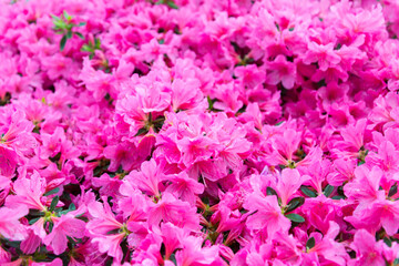 rhododendron flower, pink flower full background