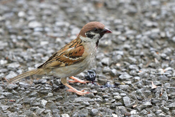 sparrow