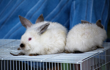 Obraz premium White baby rabbits with black nose and ears on the cage
