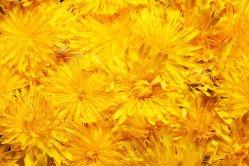 Big bunch of yellow dandelions, closeup