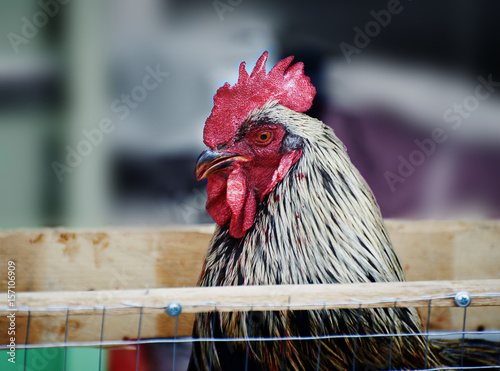 Cock head cage Brooklyn deep first big cock