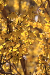 Forsythia Glory in Yellow