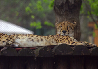 Resting cheetah lying in the park
