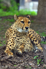 Resting cheetah lying in the park
