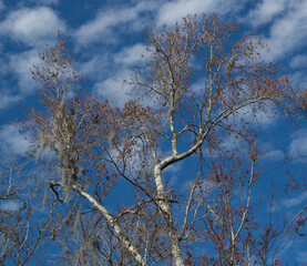 Tree top