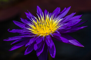 Fototapeta premium Pond lily