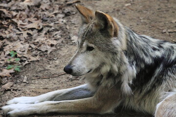 Mexican Wolf Endangered