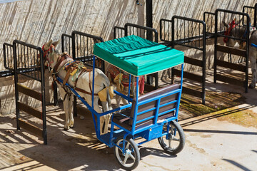Resting donkey harnessed to the cart resting