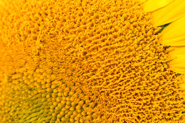 Colorful yellow sunflowers seen up close