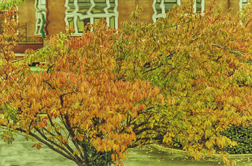 Fototapeta premium Autumn Tree in Paris