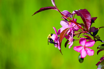 Bumblebee gathering pollen from a crab apple tree
