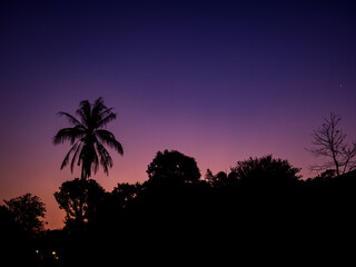 Silhouette row of tree with orange and purple sky