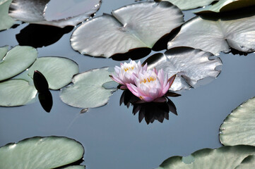 Blossom lotus fkower