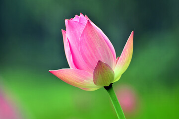 Blossom lotus fkower