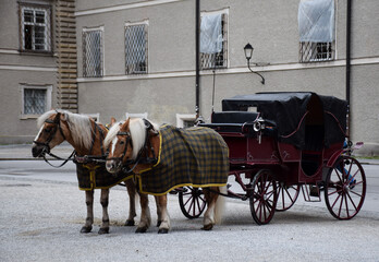 Naklejka na ściany i meble Two horses pulling an antique carriage