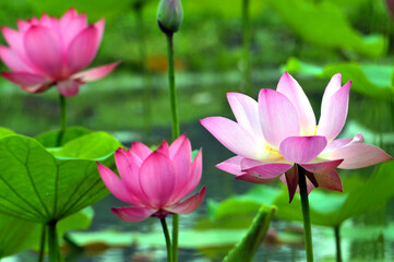 Obraz premium Blossom lotus fkower