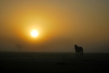 Fototapeta na wymiar Calm Yellow Foggy Sunrise with Horse Silhouette