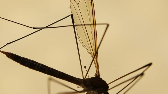 Insect analysis in a lab close up
