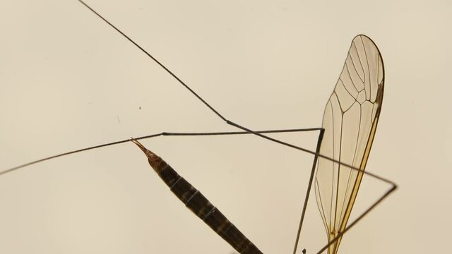 Insect analysis in a lab close up
