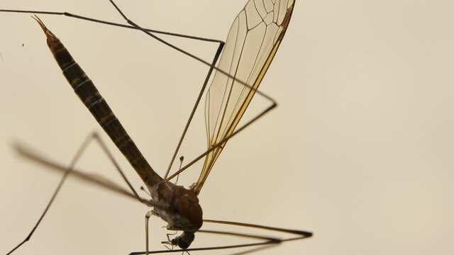 Insect analysis in a lab close up
