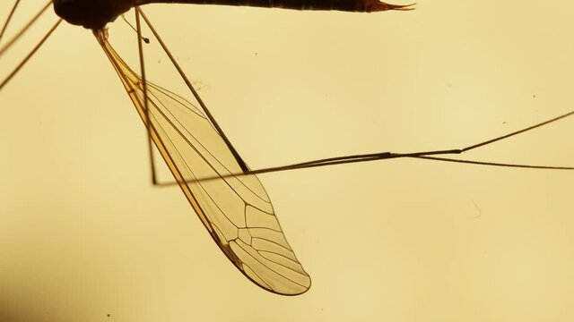 Insect analysis in a lab close up

